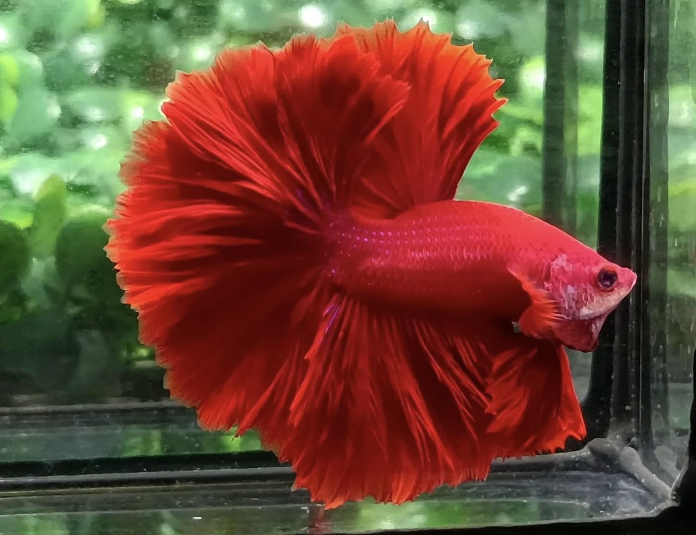 D&A Tropical Live Fish-1 Male Halfmoon Betta Live Fish- Live Betta Fish for Pond, Fish Tank or Aquarium, Live Fish Freshwater (Red)