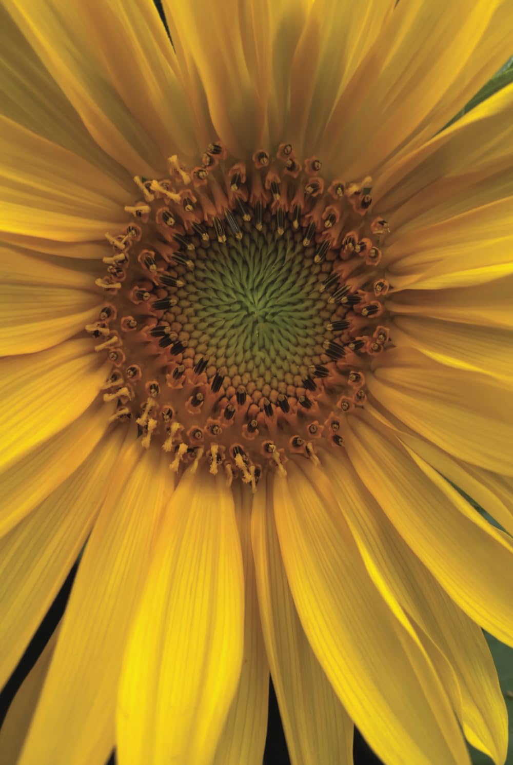 Sunflower Writing Journal avec pages lignées épaisses pour écriture fluide