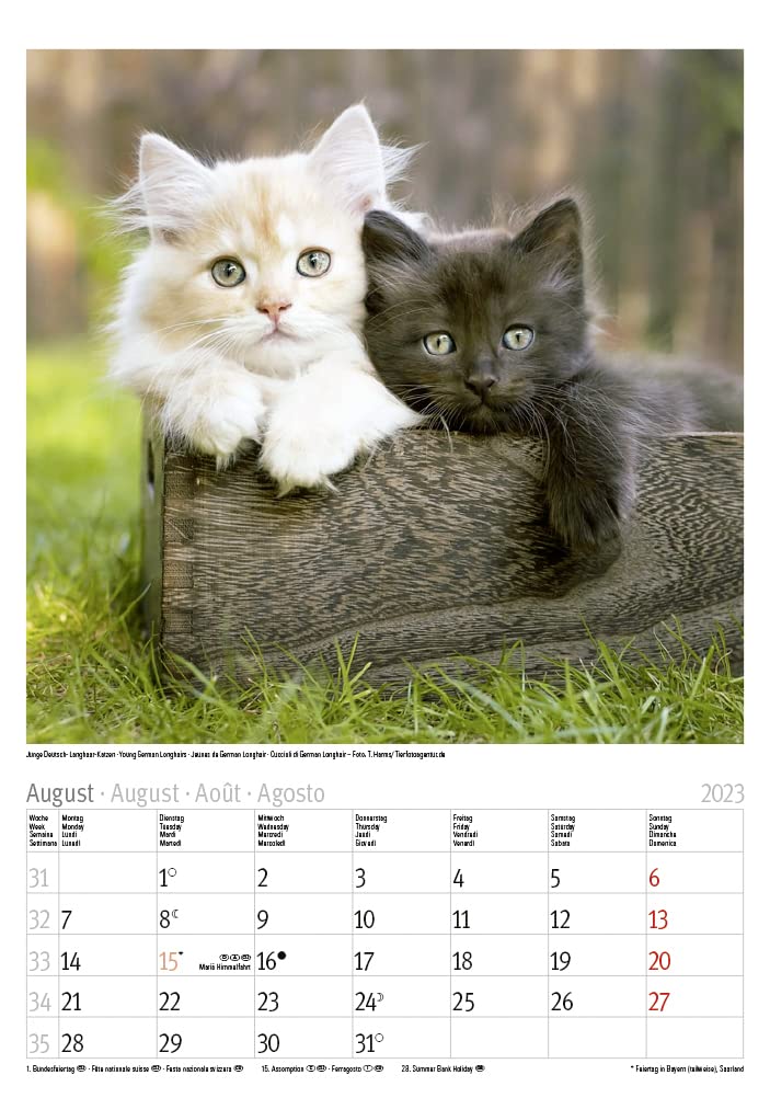 Katzen 2023
