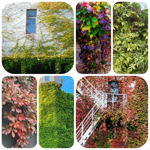 wilder wein jungfernrebe kräutergarten geschenk garten hochbeet rankpflanzen winterhart geschenke 150samen