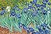 Produktbild Garden of Irises by Vincent van Gogh - 24 x 36 inches - Fine Art Print / Poster by Bruce Teleky