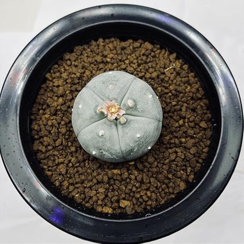 綺麗な花には毒がある くられ先生の園芸店にある身近な毒草講座 アリエナイ理科ポータル