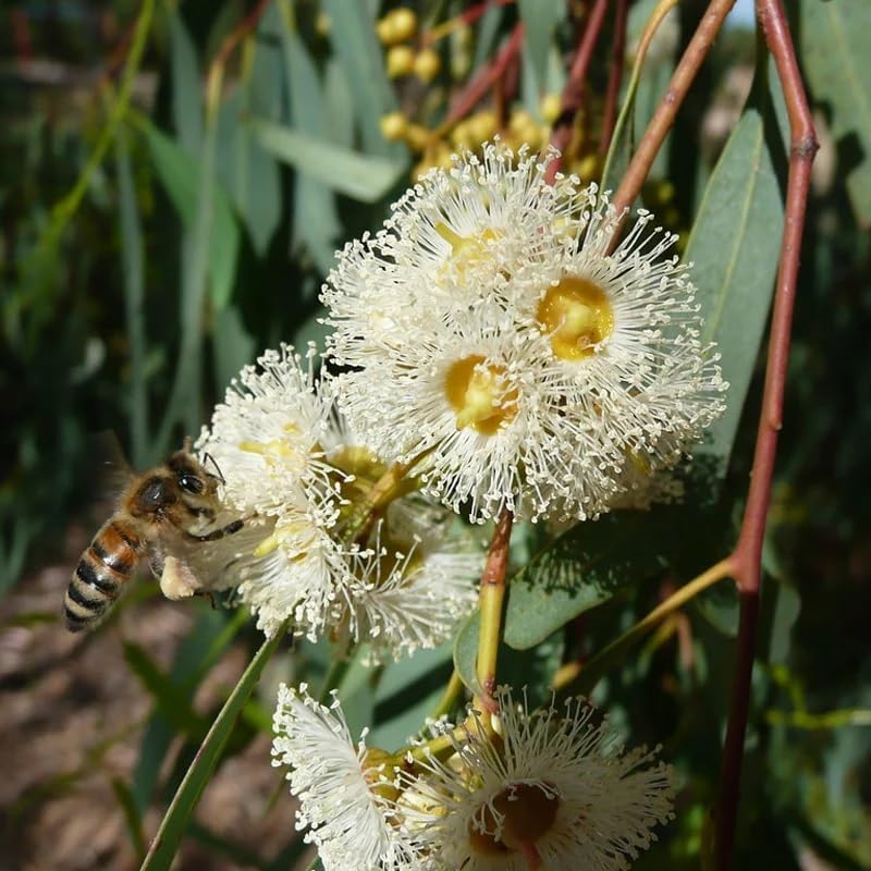 Eucalyptus Camaldulensis (Red Gum, River Red Gum) Tree Seeds, Showy Creamy White Flowers, Seeds by MySeeds.Co, You Choose The Amount (Trial Packet Size)