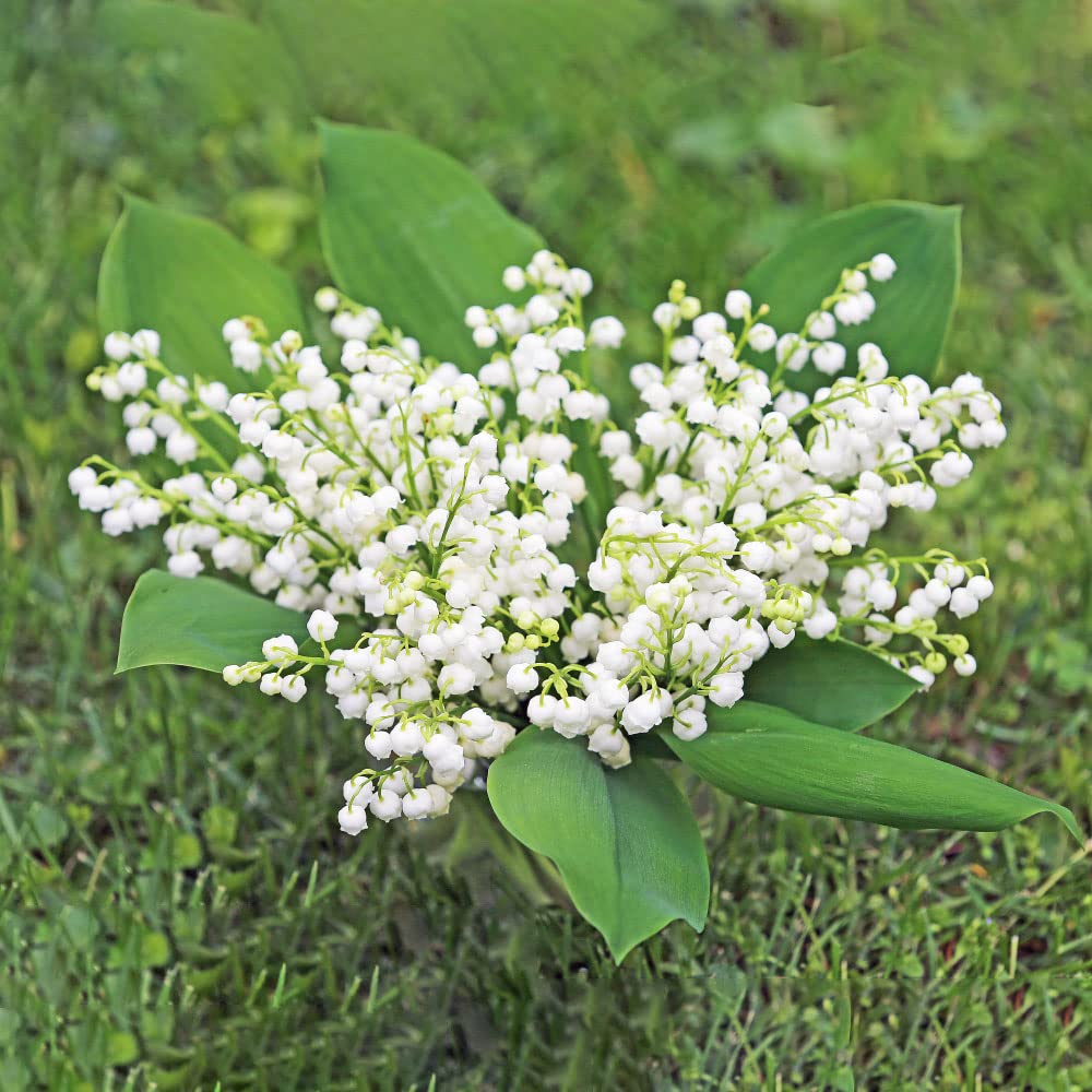 8 Bulbi Di Mughetto Profumati - Piante Resistenti Al Freddo Per Balcone E Giardino - Convallaria Majalis - Foto 11