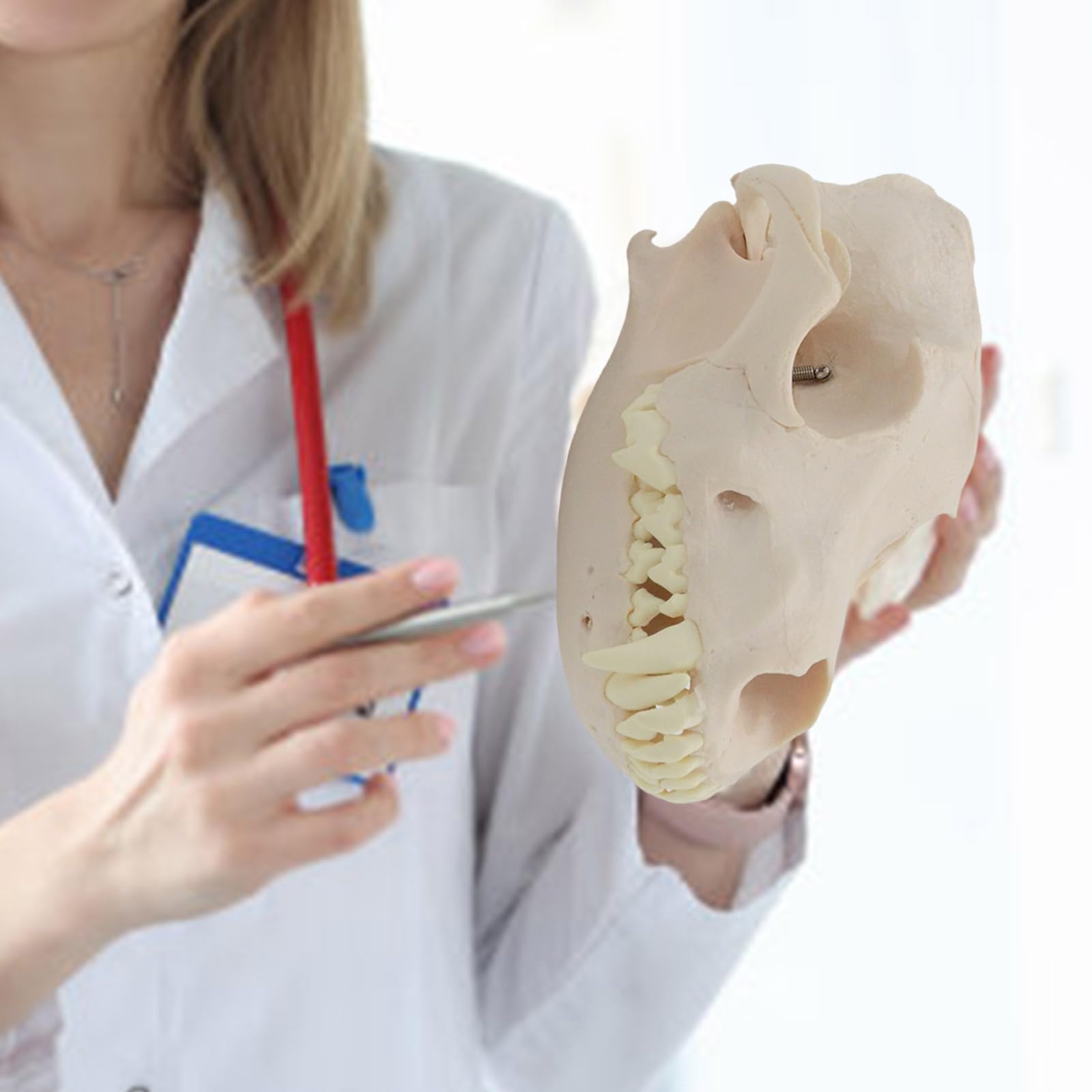 Modelo anatómico de calavera de perro, modelo de esqueleto realista anatómico de cabeza de perro, modelo de hueso para educación veterinaria