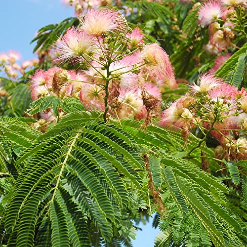Qauzuy Garden 30 Seeds New Mimosa Tree Seeds Albizia Julibrissin Pink Persian Silk Tree Seeds For Planting- Fragrant Showy Privacy Screen Accent Plant -Very Hardy Fast Growing #TOP2