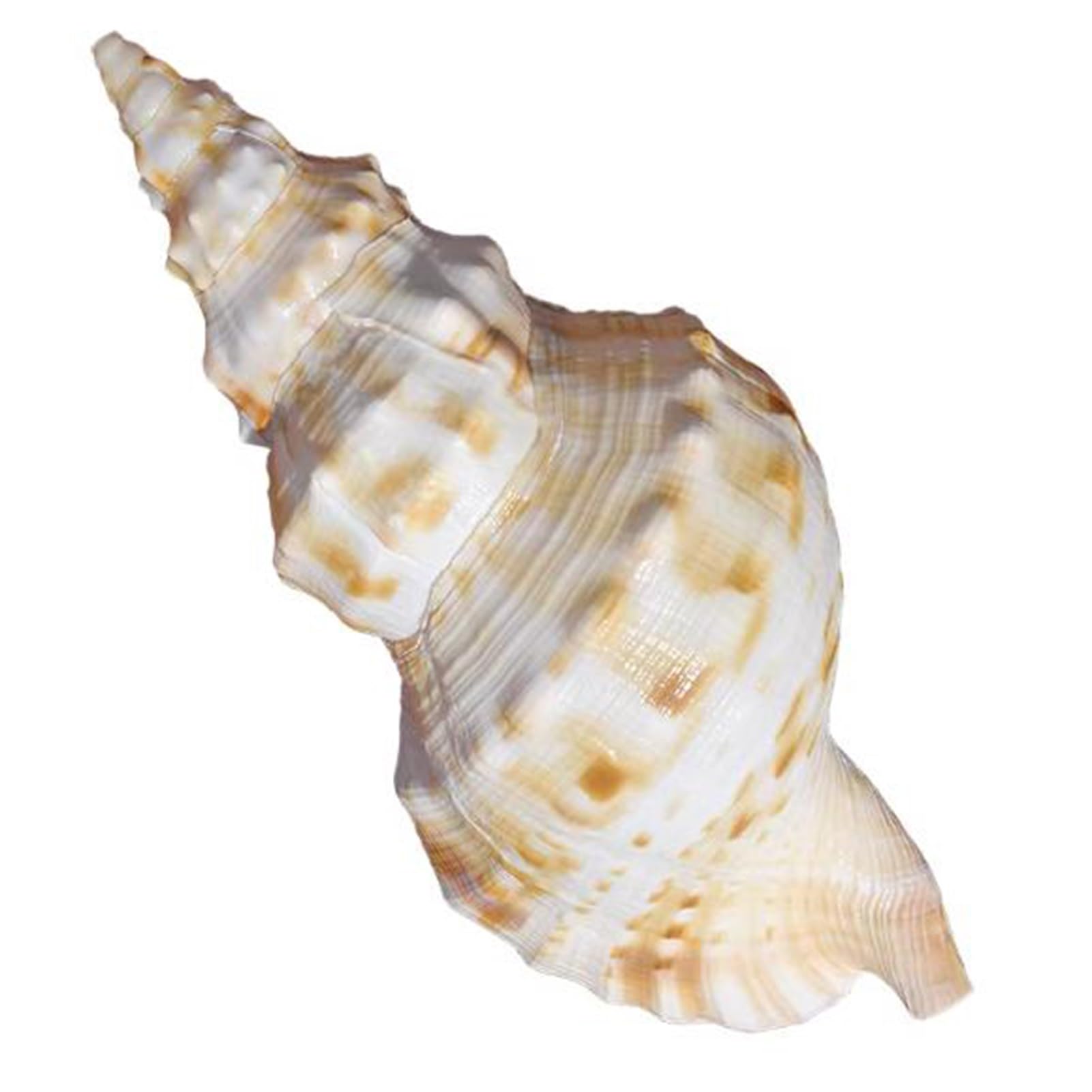 Grande conchiglia decorativa per la casa, decorazione per acquario, collezionista fai da te per vasi, accessorio a tema spiaggia per matrimoni