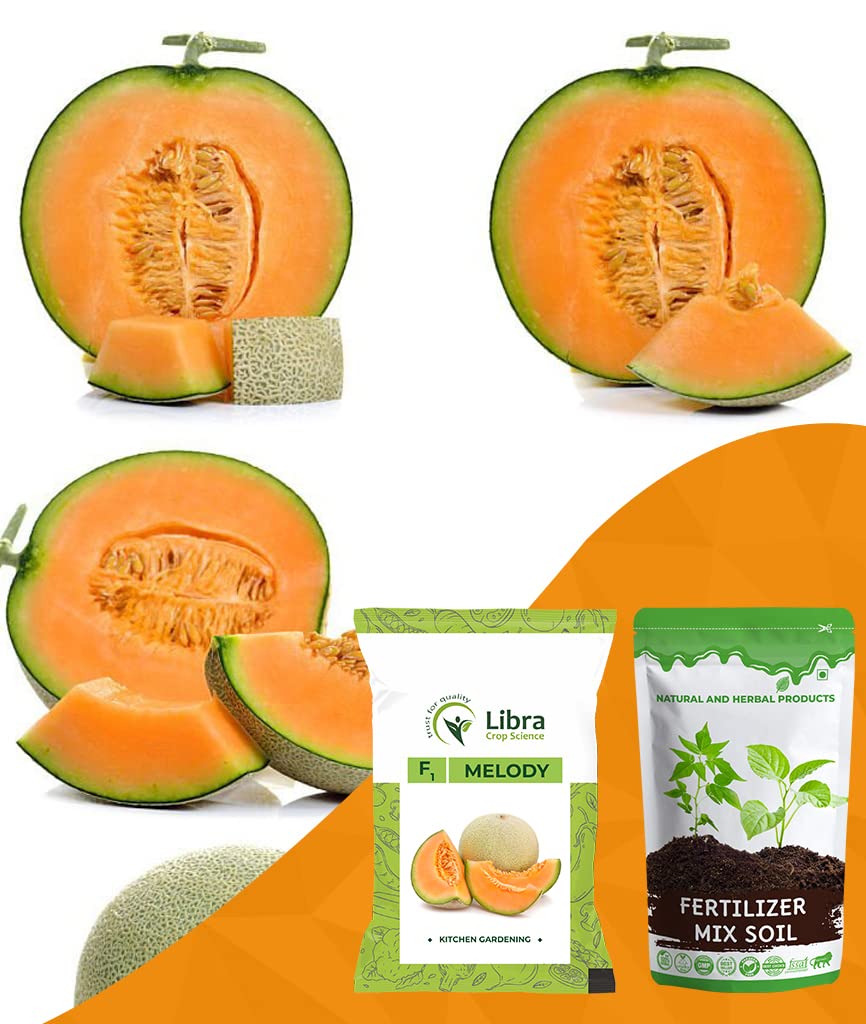 Rock Melon Seeds Hybrid | Muskmelon | Home | Garden | Kitchen Farming | Vegetable Planting | Terrace | Balcony | Eating | Sweet Melon | Orange Flesh | Cantaloupe Melon | Spanspek | Charentais (MELODY) (B0B38P14NH) Amazon Price History, Amazon Price Tracker