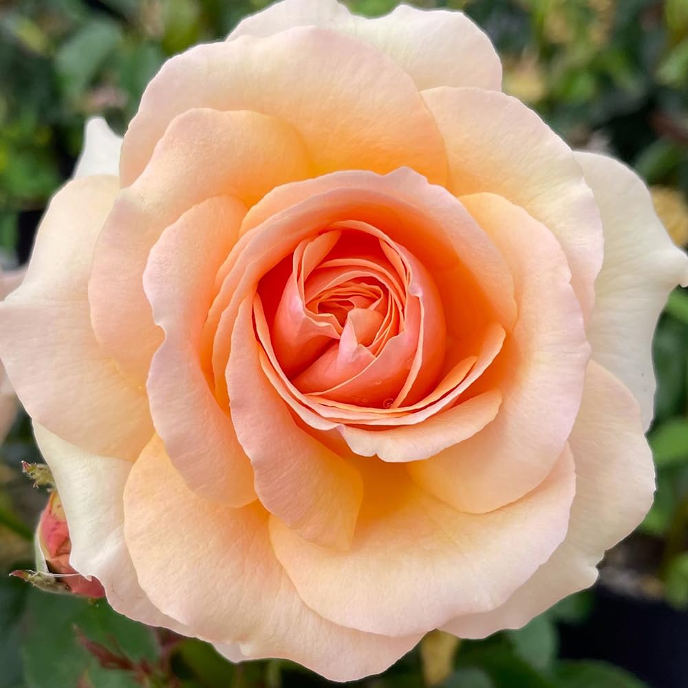 YouGarden Harkness Rose 'Lynda Bellingham', Established Rose in 4 Litre Pot, Ready to Plant, Fragrant Apricot Roses for Pots, Beds, and Borders