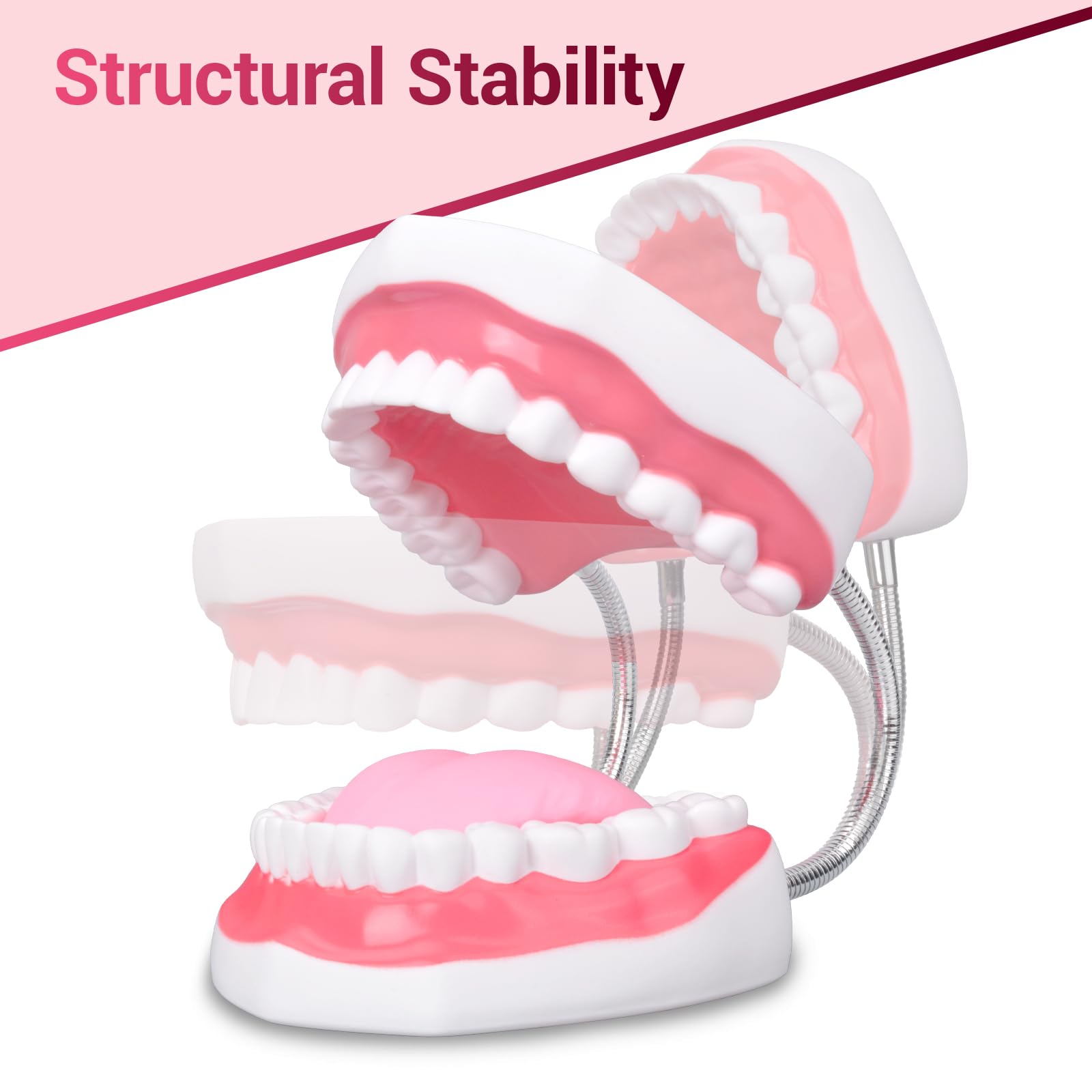 Ultrassist Magnum Dental Model, ingrandito 6 volte di dimensioni standard, per formazione dentale e linguistica; include spazzolino da denti e accessori per l'istruzione dentale abbinati
