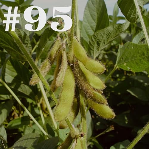 #95 - Soja - Saatgut impfen?