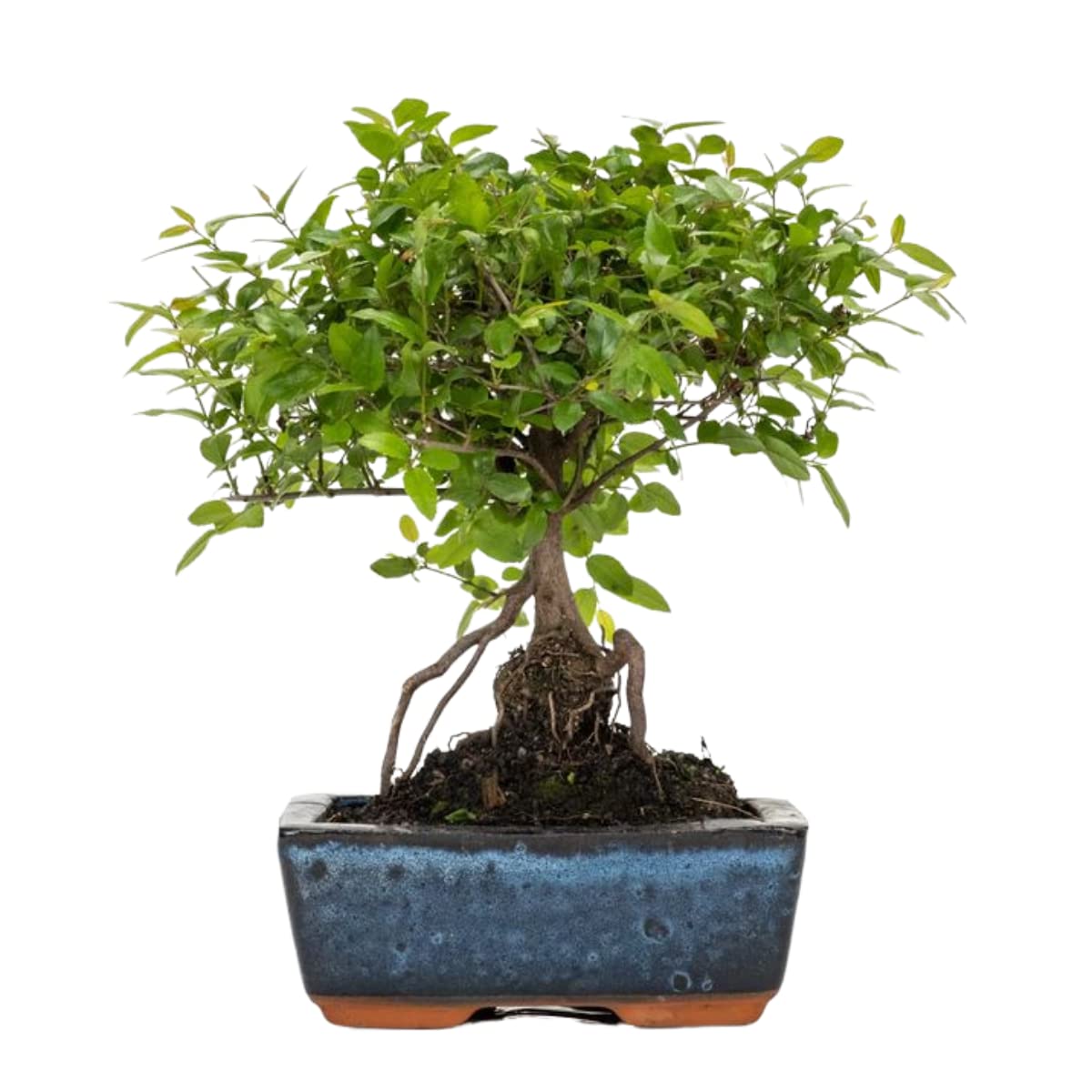 Verdecora Bonsái Sageretia 5 años | En maceta de cerámica 15x10x5cm + plato | Sageretia theezans | Planta Natural de Interior | Follaje Compacto y elegante | Ideal para Decoración Zen y Regalo