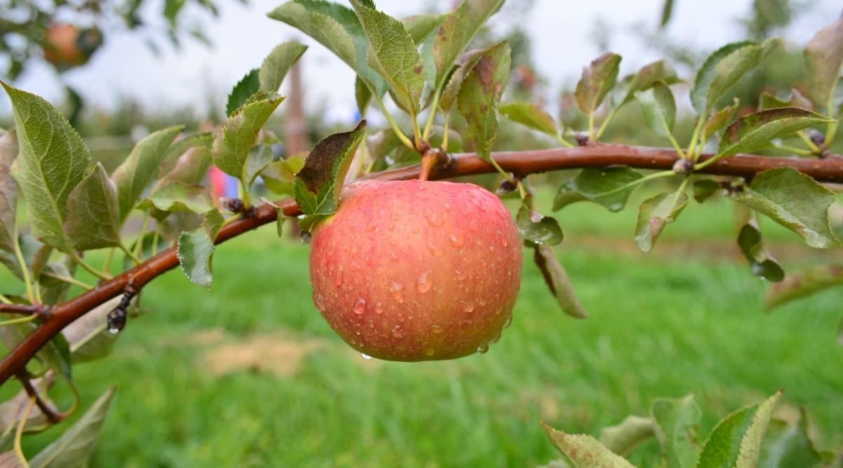 Fuji Apple Tree Self Pollinating at Mack Canas blog