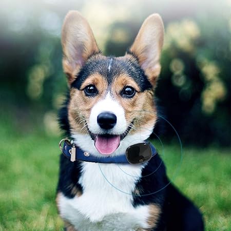 Amazon Pexwell 4g 犬用gpsトラッカー Wifi ペット用 首輪 軽い おしゃれ 安全首輪 Usb充電 防水 耐用 安全対策 大型 犬 中型犬 小型犬 犬用 猫用 ペット用 Pexwell ベーシック首輪 通販