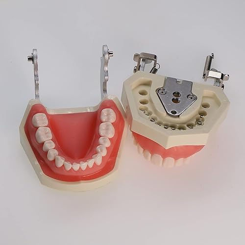 Miniatura 5 de Dientes dentales Typodont modelo 28 dientes extraíbles compatibles con Kilgore Nissin Estudio de enseñanza completamente desmontable, con un