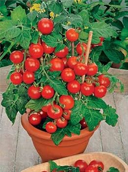クリスマス greentomato Amazon.com : 22Day Seeds: Seeds Red Indoor Dwarf Tomato