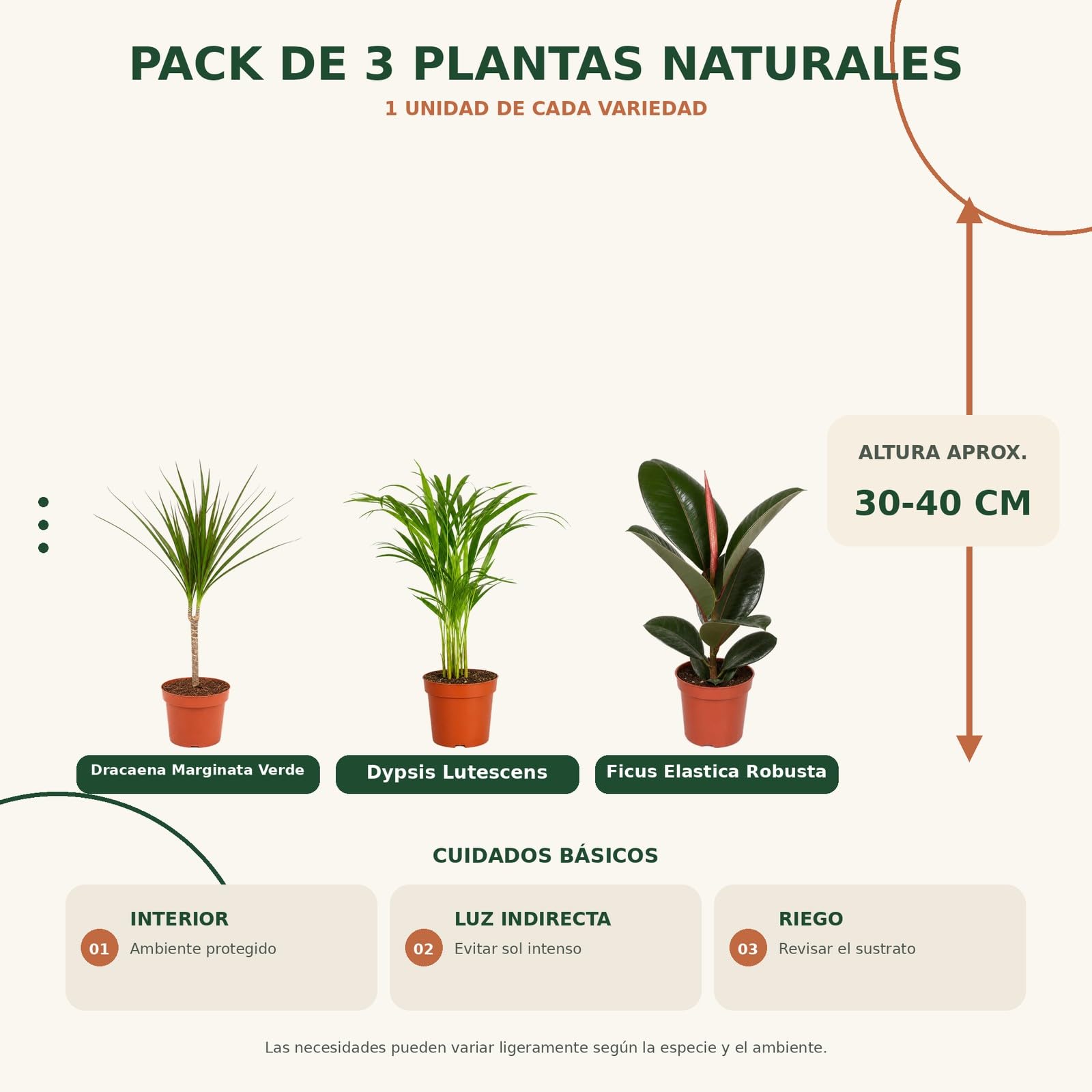 Pack 3 Plantas Naturales DECOALIVE: Drácena, Palma Areca y Árbol del Caucho
