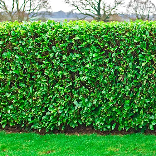 Prunus Rotundifolia 'Cherry Laurel' Bare Root Hedge - Green Hedging, Tree, Plants (2-3ft, 10 Plants)