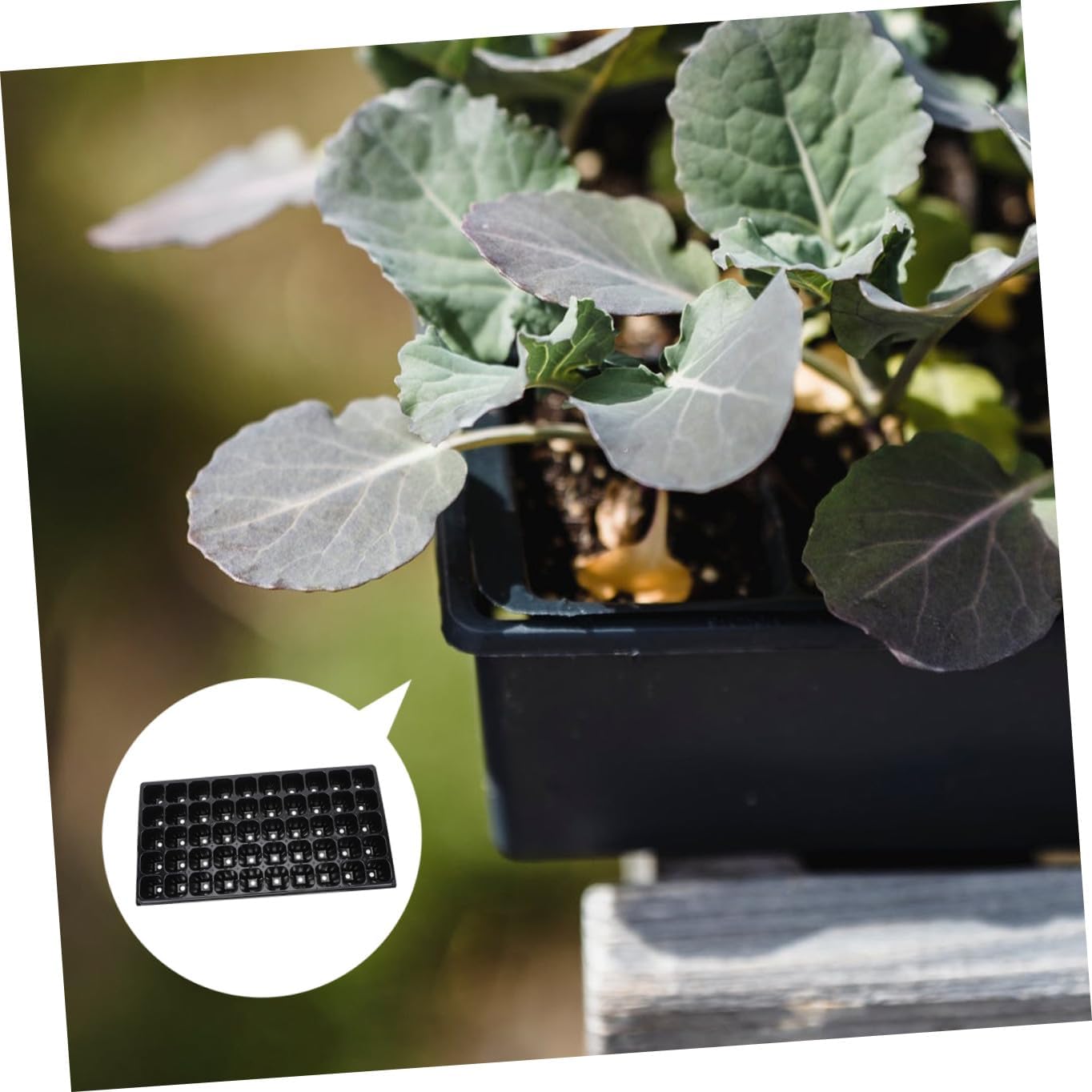 ARTIBETTER 10pcs Thickened Germination Trays Seed Starter Plant Nursery Trays for Vegetable Seedlings Garden Planting Supplies