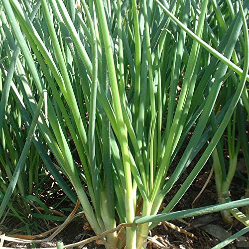 MiTaiyau 500 Unids Shallot Green Onion Vegetable Seasoning Seeds Garden Farm Bonsai Plant Semillas De Plantas De Jardín Semillas de Cebolla Verde Cover