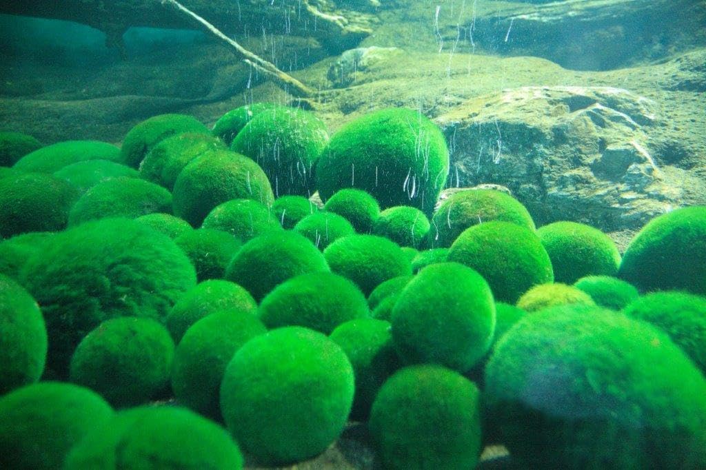 Arts 10 kul mchu Marimo 2,5 cm kule mchu