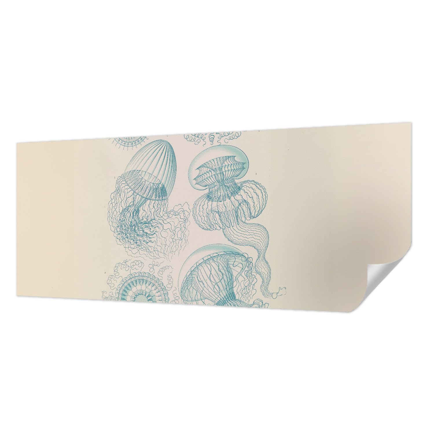 Décor mural adhésif méduses de mer 250x104 cm panoramique résistant aux taches pour salon