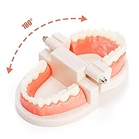 Vista 4 de ZENFUN Paquete de 6 modelos de dientes dentales, modelo de demostración dental para estudio, modelos de dientes estándar, modelo de boca