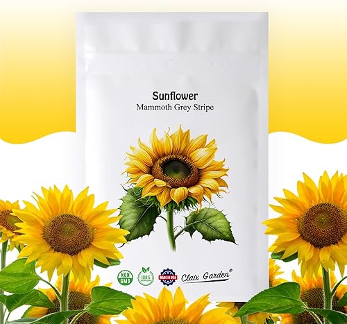 Semillas de girasol gigantes para plantar, color gris mamut, 75 semillas, 100% sin OMG, polinizado abierto, atrae colibríes, abejas y mariposas