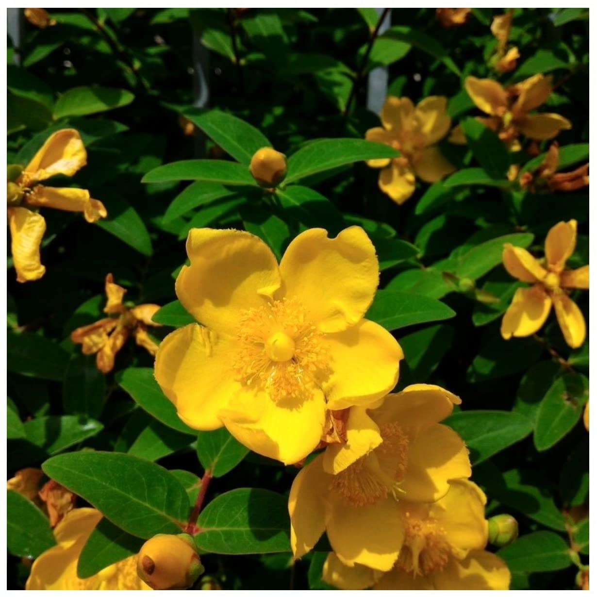 Hypericum 'Hidcote' Plant/St. John's Wort in 1.5L Pot, Masses of Yellow Flowers 3fatpigs®