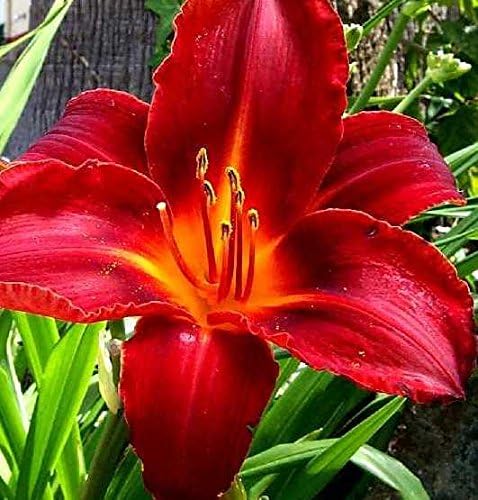 Plantsworld Day Lily Red Live Plant