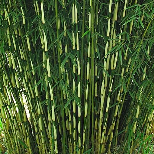 Umbrella Bamboo Plant Fargesia Robusta Pingwu | Easy to Grow Decorative Ornamental Green Stemmed Bamboo Hedging, Screening | 14cm Pot
