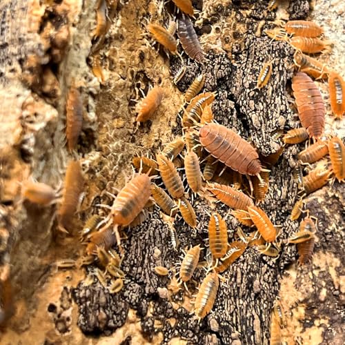 Exo-Morphs Porcellionides pruinosus Powder Orange Isopods - Assorted Sizes - Terrarium Cleaner Crew - Live Arrival Guaranteed (50 Count)