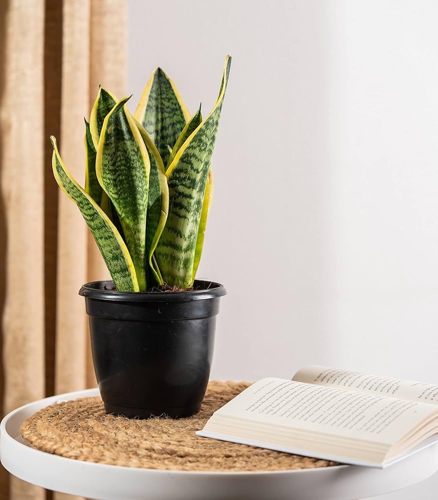 See full amazon price history chart for Snake plant indoor live plant kyari (Pack of 1) Snake plant indoor live plant kyari (Pack of 1) (B0CWPNZ9ZG) Amazon Price History, Amazon Price Tracker