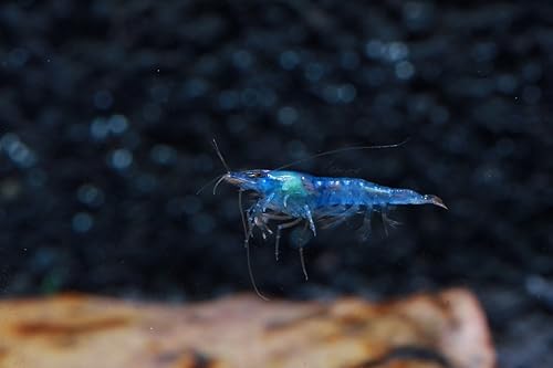 Miniatura 2 de Blue Velvet Shrimp - Camarones vivos de agua dulce para acuario - 14 a 1 pulgada de largo (paquete de 5)