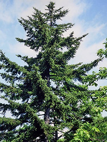 Amazon.co.jp: アカエゾマツ＜赤蝦夷松＞ 種子20粒 Sachalin