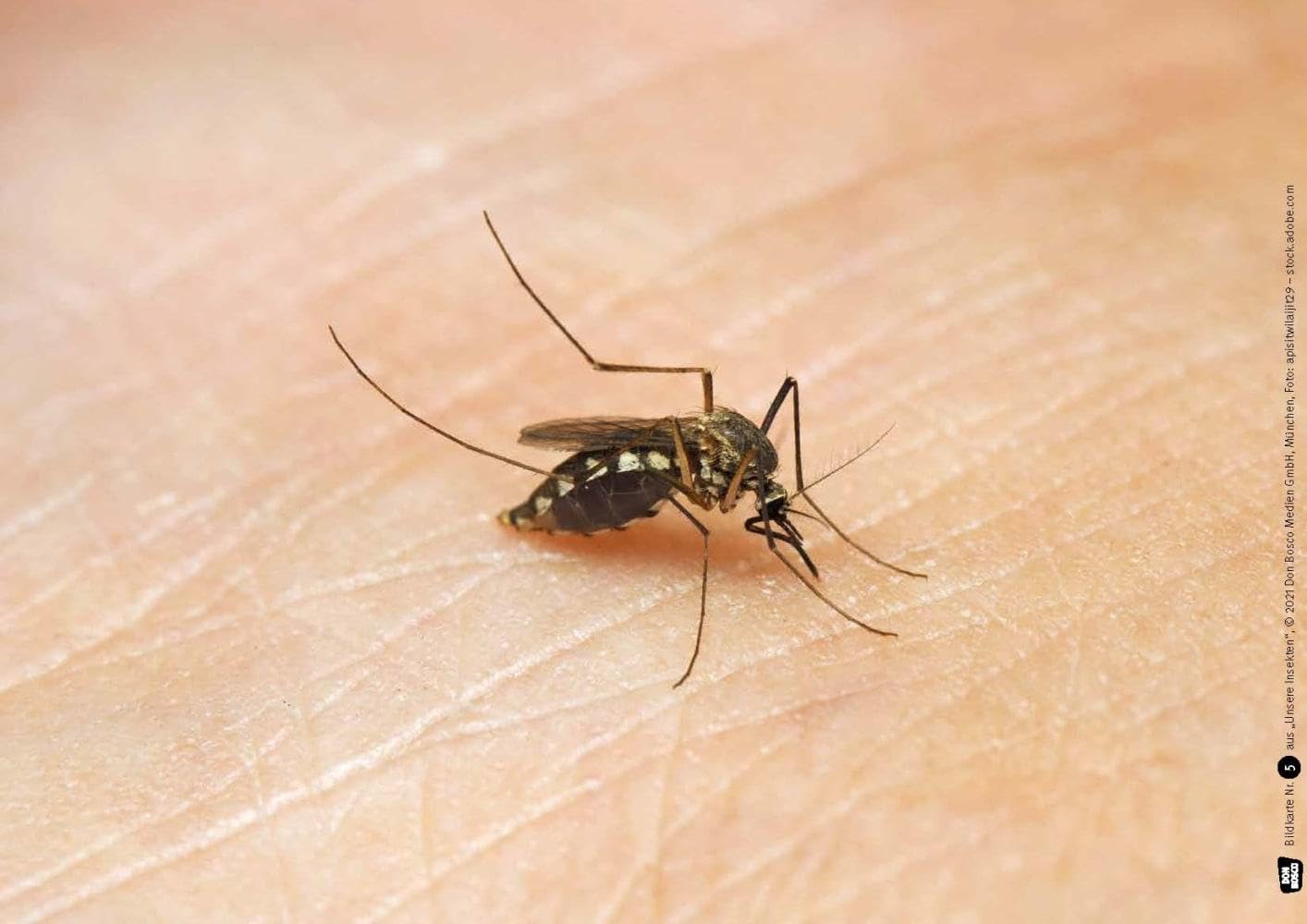 Ameise, Biene und Schmetterling. Unsere Insekten. Kamishibai Bildkarten und Memo-Spiel: Sachwissen spannend vermitteln mit dem Erzähltheater. Für Kita ... für unser Erzähltheater Kamishibai)