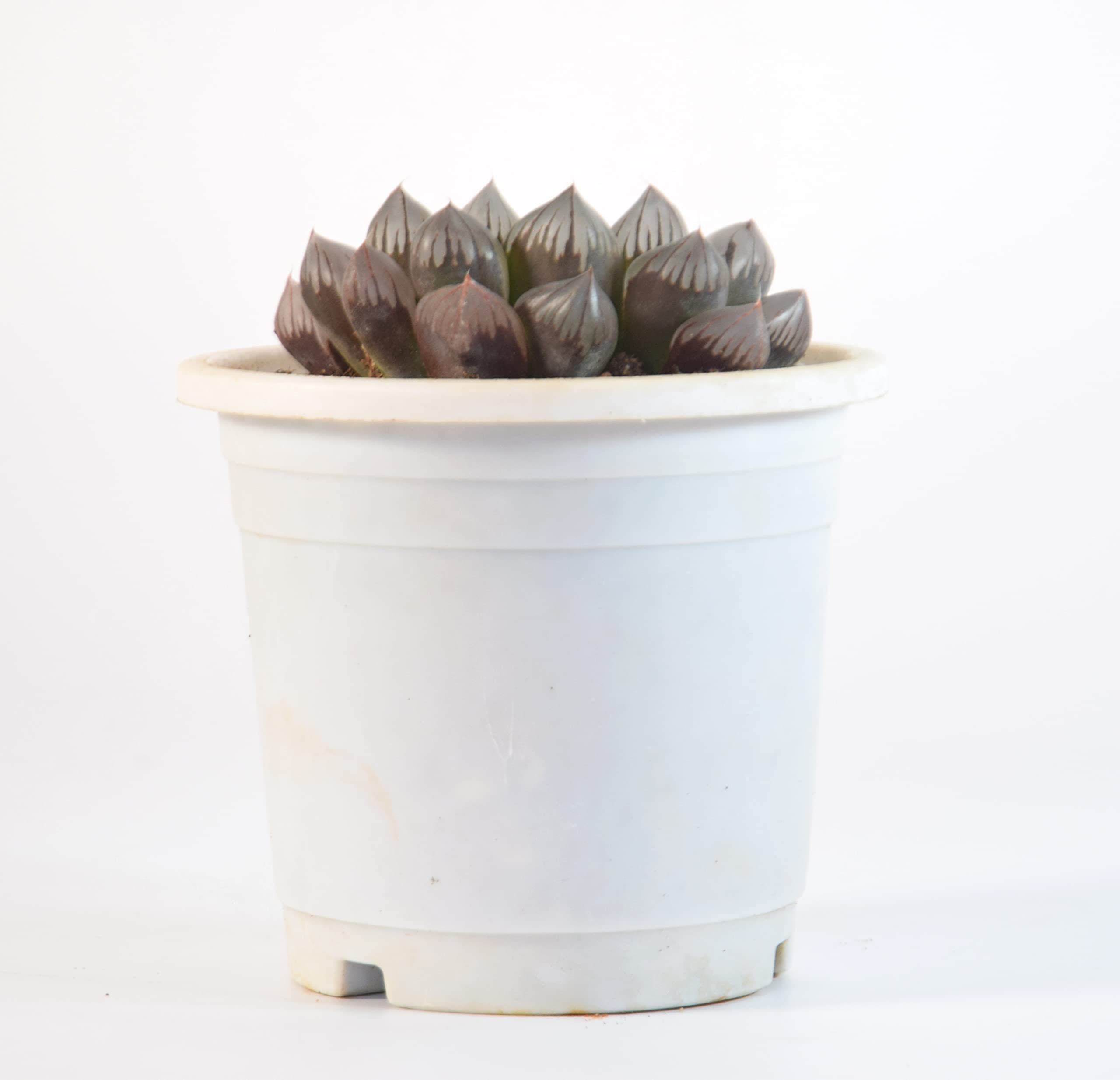 India Gardening Haworthia Cooperi Succulent Live Plant By India Gardening (B09RPMT6LZ) Amazon Price History, Amazon Price Tracker
