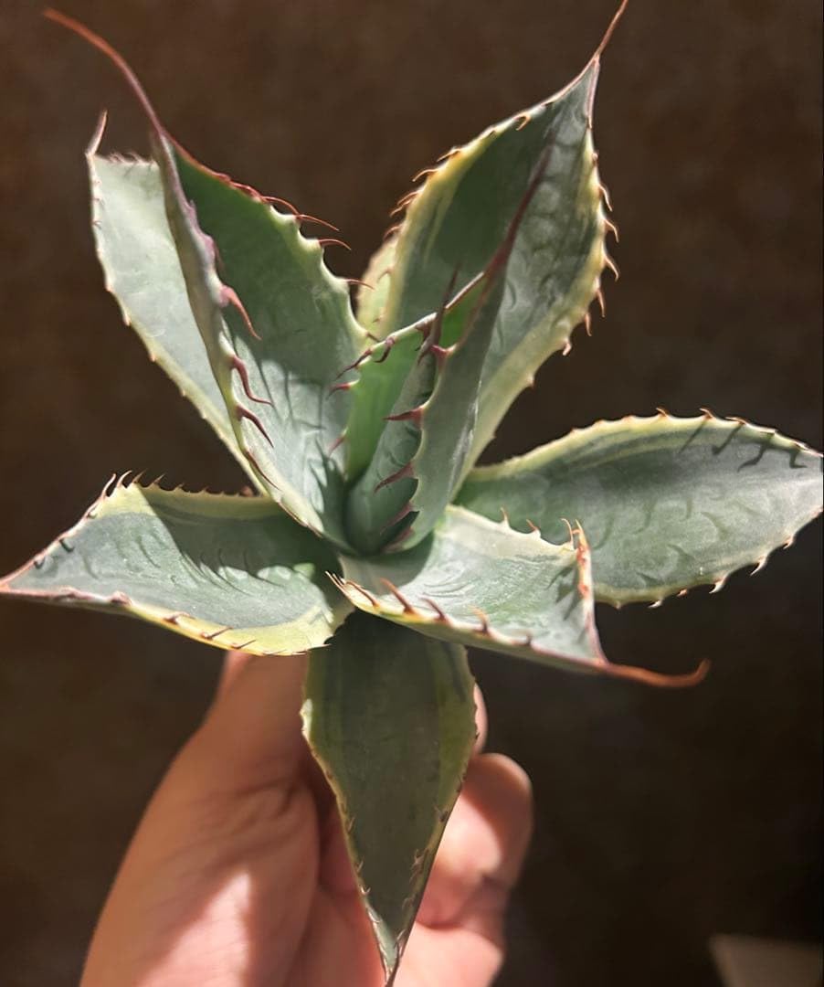 多肉植物 発根済み アガベ・プラクテオーサ（Agave bracteosa） 多肉