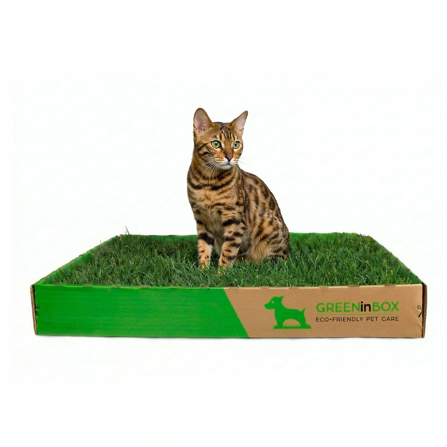 Special CAT - Zolla per Gatti in vera erba - Prato Naturale con Erba dei Gatti, 60x40 cm