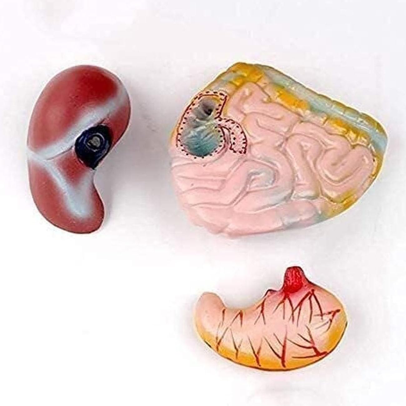 Model Tułowia Dziecka 45 Cm, Miniaturowy Model Anatomiczny Męskiego Tułowia, Wyjmowane Organy I Części Ciała, Materiały Edukacyjne