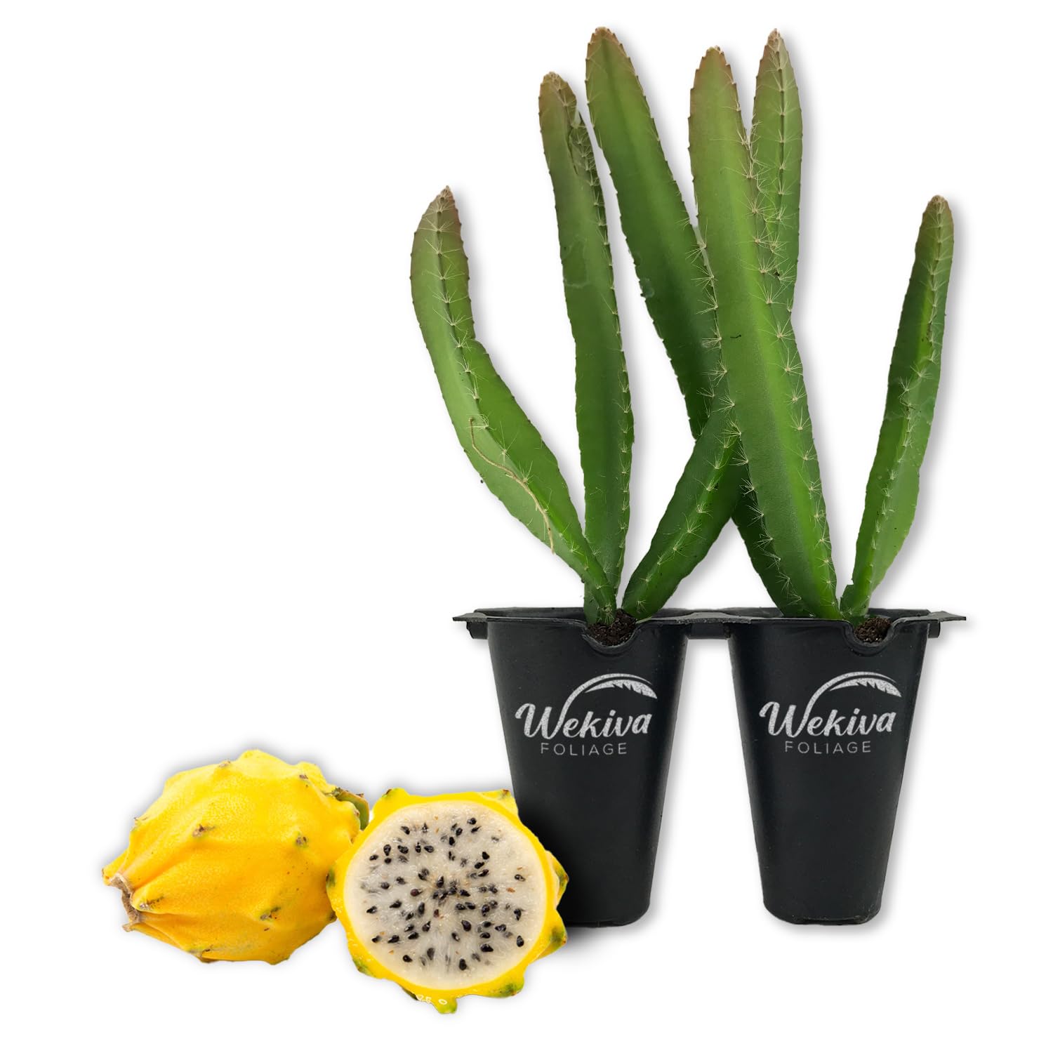 Amazon.com : Yellow Dragon Fruit Tree - 2 Live Starter Plants