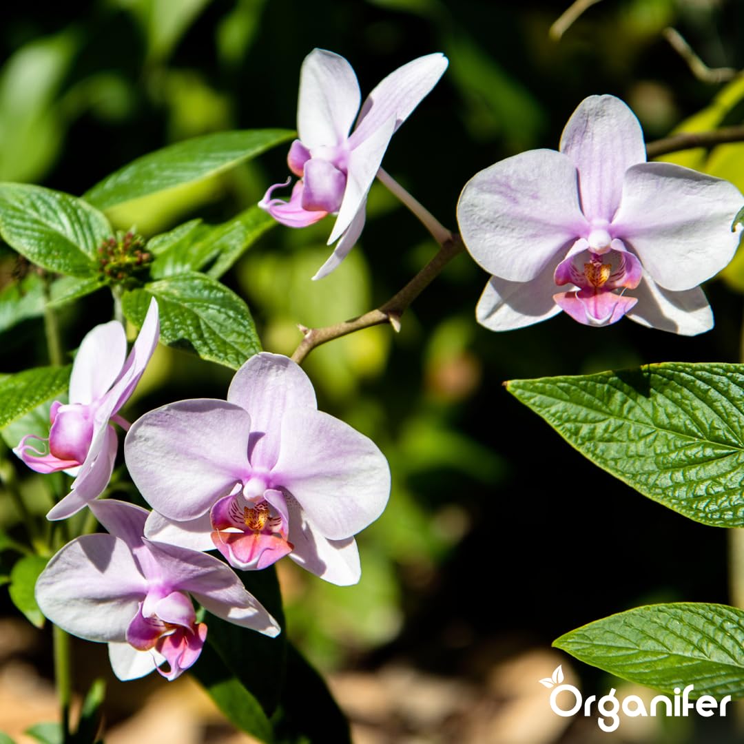 Flüssigdünger Für Orchideen (Phalaenopsis) - 5x1L - NPK 3-4-3