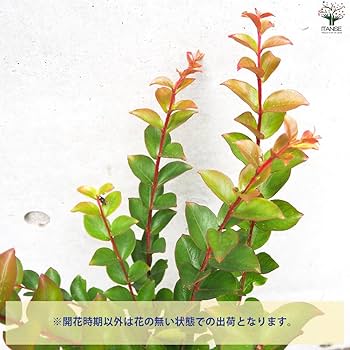 ❤️ さるすべりー様❤️ Amazon | 矮性サルスベリ“チカソー” ～ | 植木
