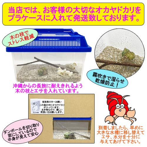 オカヤドカリがやって来た オカヤドカリ飼ってます