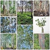 60 piezas Comprar semillas de eucalipto los árboles compran regalos de sostenibilidad árbol de eucalipto, plantas de maceta resistentes perennes comprar un árbol bonsái semillas