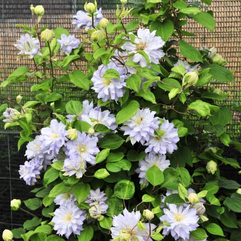 Clematis Vine Plant Live for Planting, White Blue Clematis Plant Live in 2.5 Inches Pot, Clematis Flowers Perennial