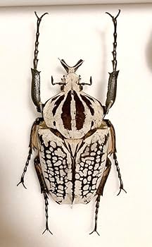 特大ゴライアスオオツノハナムグリ 甲虫 標本 ゴライアスオオサマオオツノハナムグリ