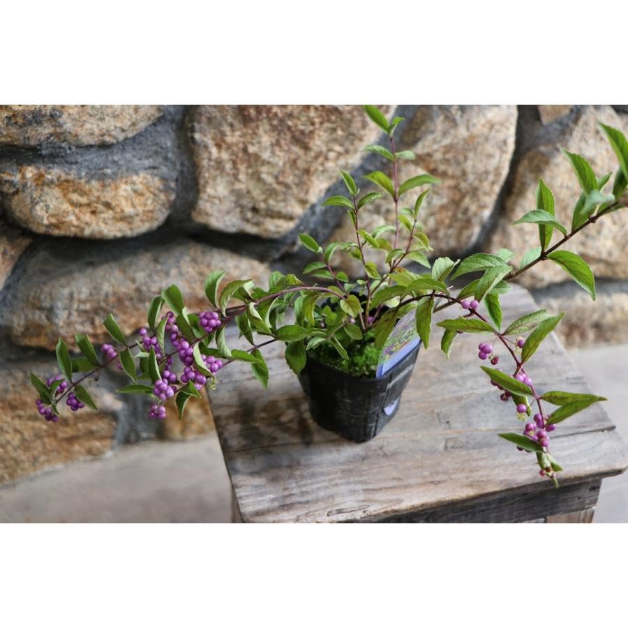 Amazon.co.jp: 紫式部 ムラサキシキブ 3号ポット苗 3株セット 寄せ植え