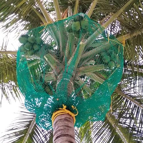 Gupta Coconut Fall Protection Net 10x10 feet (2.5 MM Heavy Duty Green