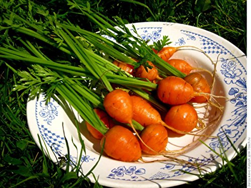 Raise Me Up: Seeds Paris Market Carrot (Can Grow Indoors) Non Gmo Heirloom #TOP7